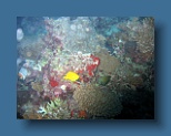 Helengeli 240